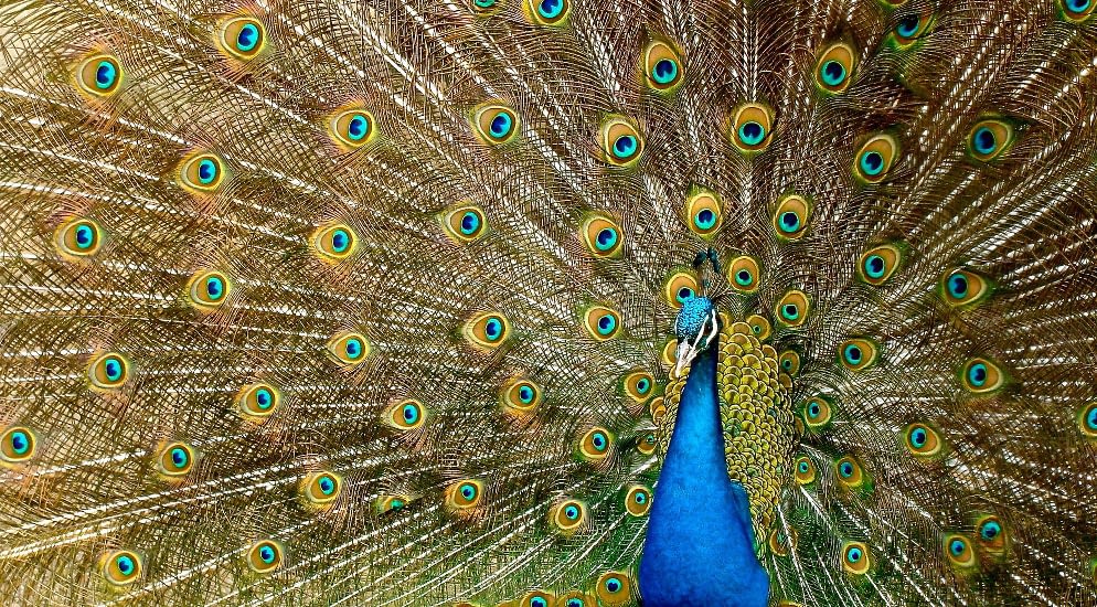 La langue des oiseaux et les rêves